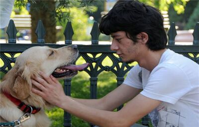 2011 YILINDA 630 KÖPEK SAHİPLENDİRİLDİ
