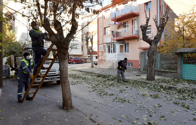 TEPEBAŞI'NDA AĞAÇLAR BUDANIYOR